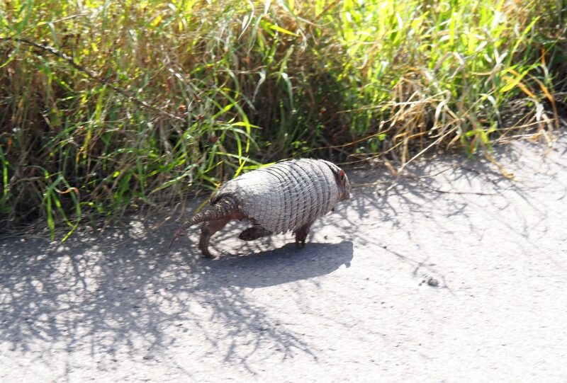 Paraguay, Chaco