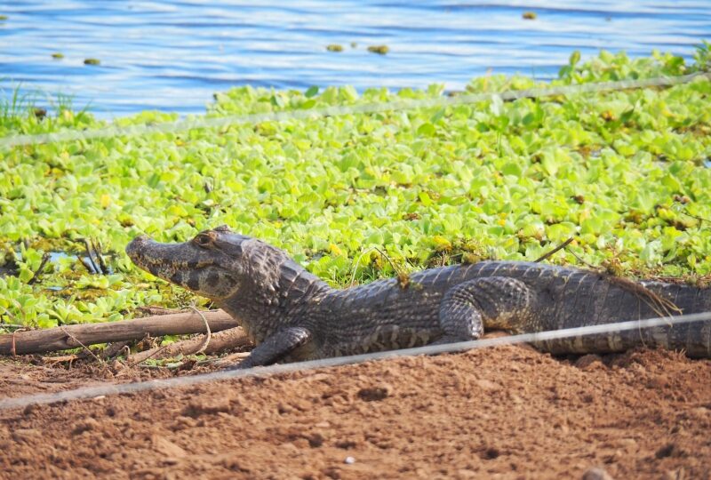 Paraguay, Chaco