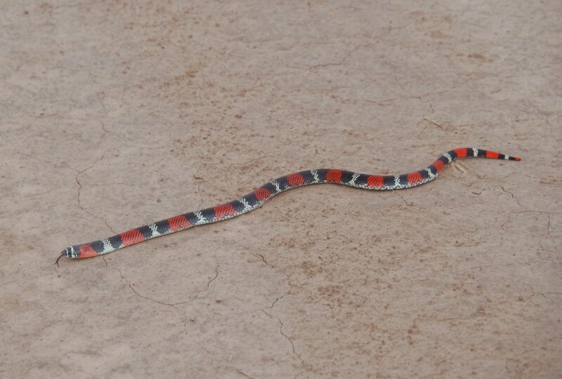 Paraguay, Chaco paraguayo