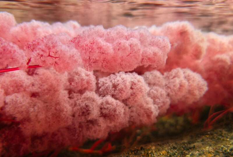 Colombia, Cano Cristales