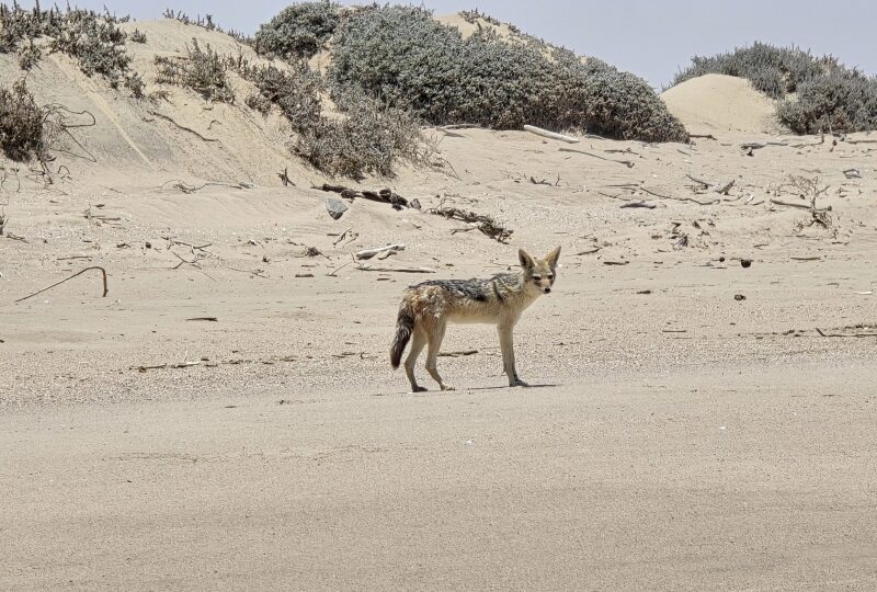 Angola, Parco nazionale Iona