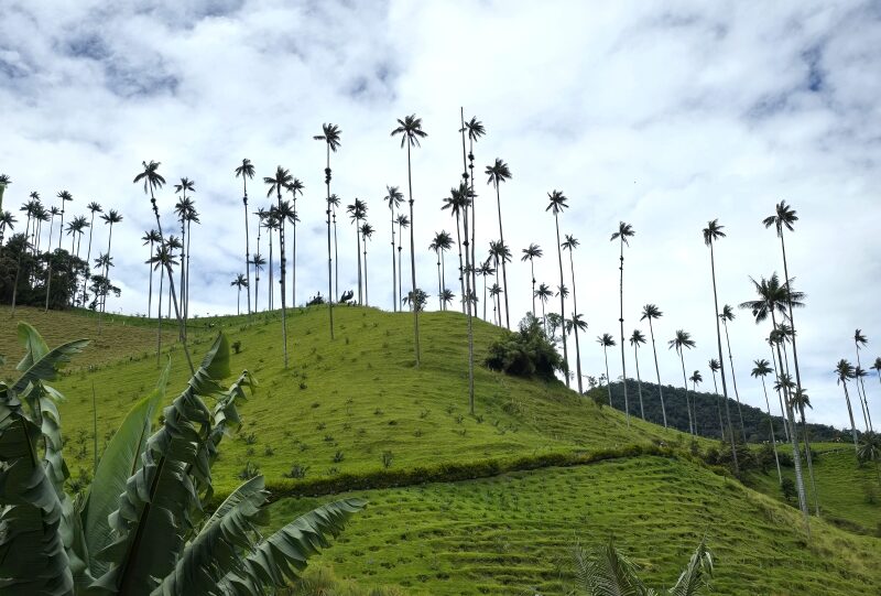 Colombia, Valle del Cocora