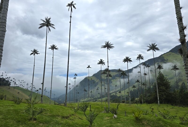 Colombia, Valle del Cocora