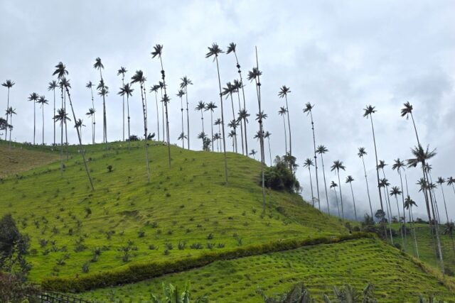 Colombia, Valle del Cocora