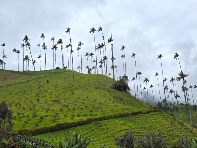 Colombia, Valle del Cocora