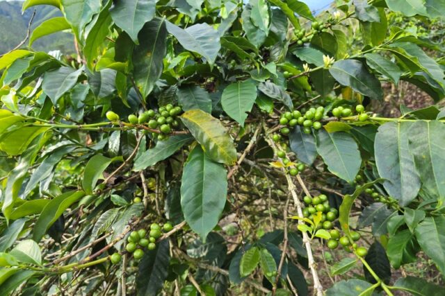 Le finca del caffè in Colombia: esperienza tra Salento e Filandia nel cuore del Quindío