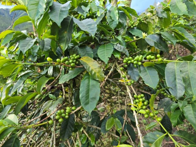Colombia, finca del caffè