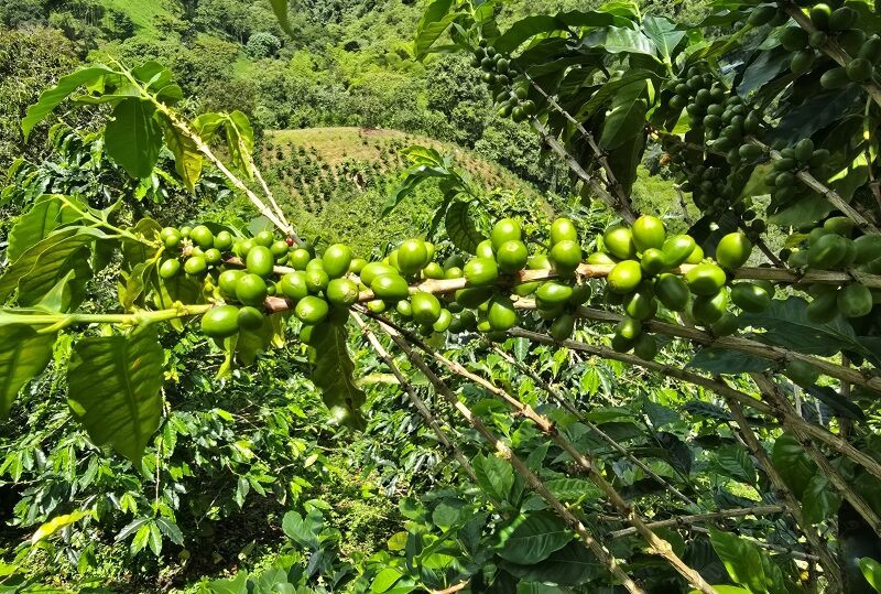 Colombia, finca del caffè