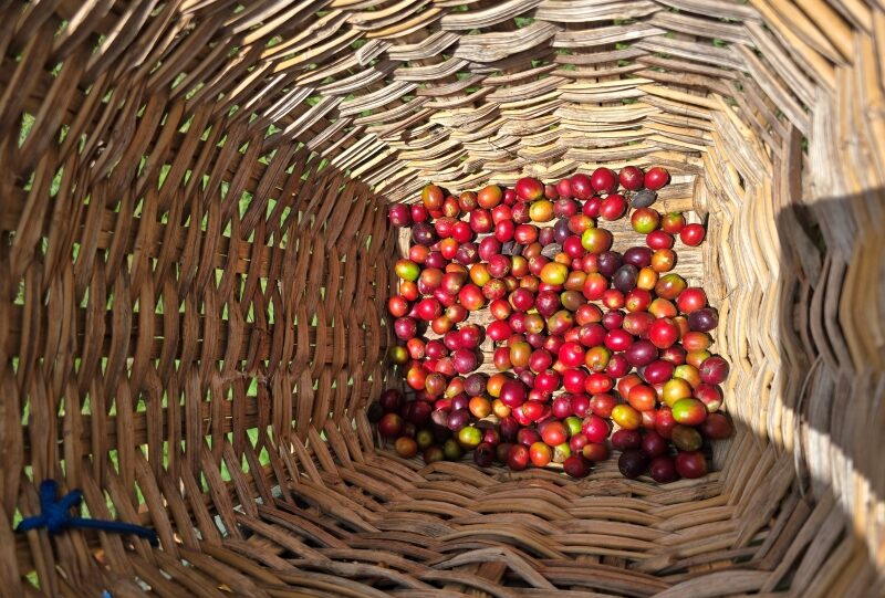 Colombia, finca del caffè